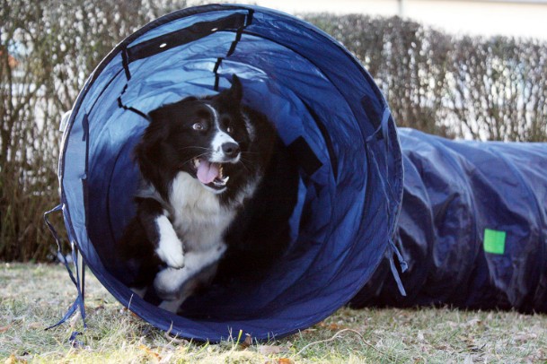 Borderbande_Agility Borderbande_Agility